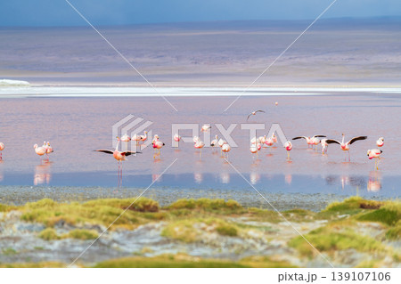 Serene flamingo flock flying over colorful water at Laguna Colorada Bolivia Serene flamingo flock flying over colorful water at Laguna Colorada Bolivia 139107106