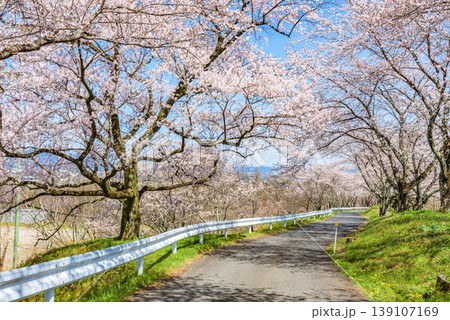 満開の桜 霞間ヶ渓 日本さくら名所100選 満開の桜 霞間ヶ渓 日本さくら名所100選 139107169