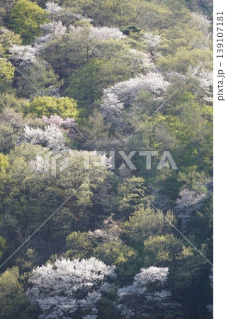 長野県埴科郡坂城町の山々に咲く山桜の花をお楽しみ下さい。 139107181
