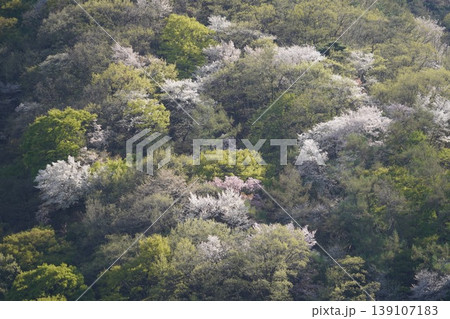 長野県埴科郡坂城町の山々に咲く山桜の花をお楽しみ下さい。 139107183