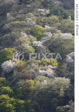 長野県埴科郡坂城町の山々に咲く山桜の花をお楽しみ下さい。 139107184