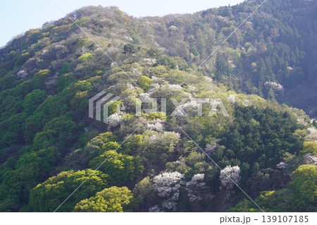 長野県埴科郡坂城町の山々に咲く山桜の花をお楽しみ下さい。 長野県埴科郡坂城町の山々に咲く山桜の花をお楽しみ下さい。 139107185