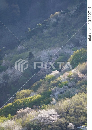 長野県埴科郡坂城町の山々に咲く山桜の花をお楽しみ下さい。 139107194