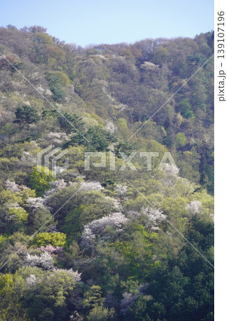 長野県埴科郡坂城町の山々に咲く山桜の花をお楽しみ下さい。 139107196