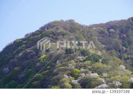 長野県埴科郡坂城町の山々に咲く山桜の花をお楽しみ下さい。 139107198