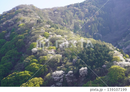 長野県埴科郡坂城町の山々に咲く山桜の花をお楽しみ下さい。 139107199