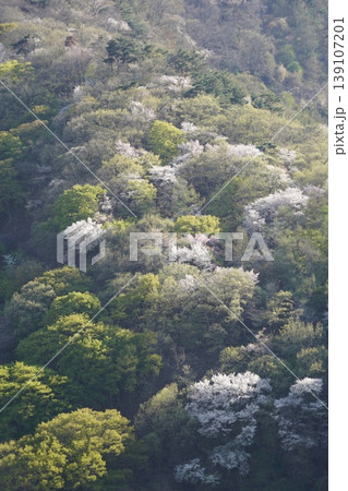 長野県埴科郡坂城町の山々に咲く山桜の花をお楽しみ下さい。 139107201