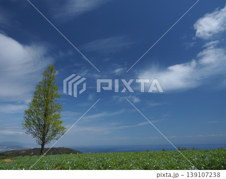 淡路島・あわじ花さじきから望む絶景、青い水平線と伸びやかな樹木 淡路島・あわじ花さじきから望む絶景、青い水平線と伸びやかな樹木 139107238