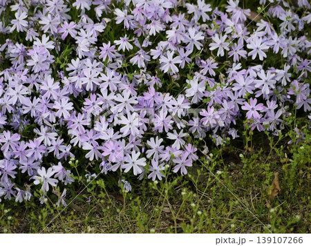 薄紫色のシバザクラの小花 139107266