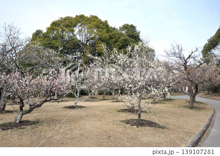 向山緑地の梅 向山緑地の梅 139107281