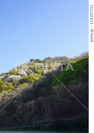 長野県埴科郡坂城町の山々に咲く山桜の花をお楽しみ下さい。 139107352