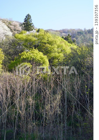 長野県埴科郡坂城町の山々に咲く山桜の花をお楽しみ下さい。 139107356