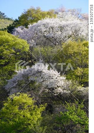 長野県埴科郡坂城町の山々に咲く山桜の花をお楽しみ下さい。 139107358