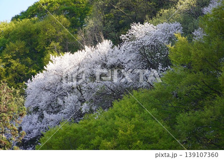 長野県埴科郡坂城町の山々に咲く山桜の花をお楽しみ下さい。 139107360