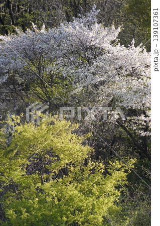 長野県埴科郡坂城町の山々に咲く山桜の花をお楽しみ下さい。 139107361