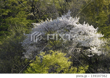 長野県埴科郡坂城町の山々に咲く山桜の花をお楽しみ下さい。 139107362