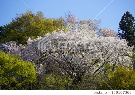 長野県埴科郡坂城町の山々に咲く山桜の花をお楽しみ下さい。 139107363