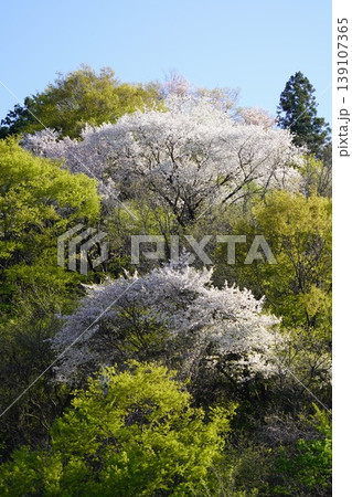 長野県埴科郡坂城町の山々に咲く山桜の花をお楽しみ下さい。 長野県埴科郡坂城町の山々に咲く山桜の花をお楽しみ下さい。 139107365