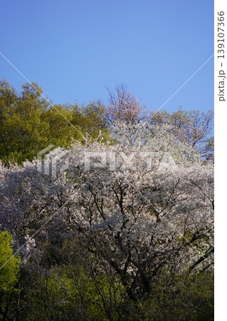長野県埴科郡坂城町の山々に咲く山桜の花をお楽しみ下さい。 長野県埴科郡坂城町の山々に咲く山桜の花をお楽しみ下さい。 139107366