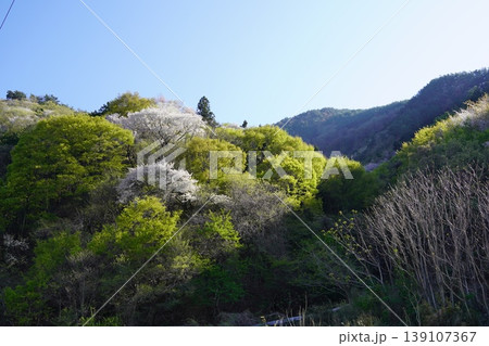 長野県埴科郡坂城町の山々に咲く山桜の花をお楽しみ下さい。 139107367