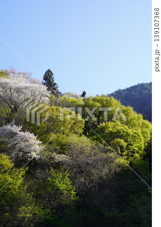 長野県埴科郡坂城町の山々に咲く山桜の花をお楽しみ下さい。 139107368
