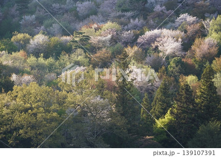 長野県埴科郡坂城町の山々に咲く山桜の花をお楽しみ下さい。 139107391