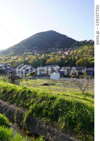長野県埴科郡坂城町の山々に咲く山桜の花をお楽しみ下さい。 139107392