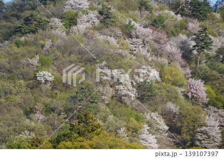 長野県埴科郡坂城町の山々に咲く山桜の花をお楽しみ下さい。 139107397