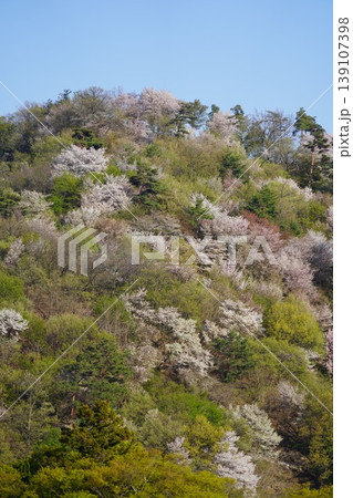 長野県埴科郡坂城町の山々に咲く山桜の花をお楽しみ下さい。 139107398