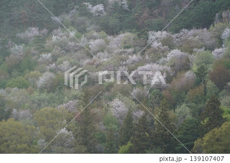 長野県埴科郡坂城町の山々に咲く山桜の花をお楽しみ下さい。 139107407