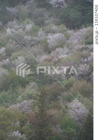 長野県埴科郡坂城町の山々に咲く山桜の花をお楽しみ下さい。 139107408