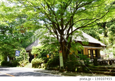 箱根町　甘酒茶屋と新緑と甘酒茶屋バス停 139107455