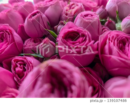 Close-Up Macro View of Pink Roses 139107486