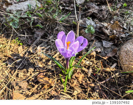 Single Purple Crocus Flower 139107492