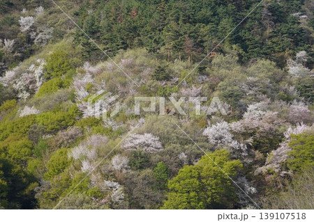 長野県埴科郡坂城町の山々に咲く山桜の花をお楽しみ下さい。 139107518