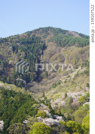 長野県埴科郡坂城町の山々に咲く山桜の花をお楽しみ下さい。 139107522