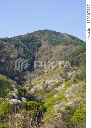 長野県埴科郡坂城町の山々に咲く山桜の花をお楽しみ下さい。 長野県埴科郡坂城町の山々に咲く山桜の花をお楽しみ下さい。 139107527