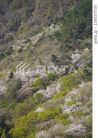 長野県埴科郡坂城町の山々に咲く山桜の花をお楽しみ下さい。 139107530