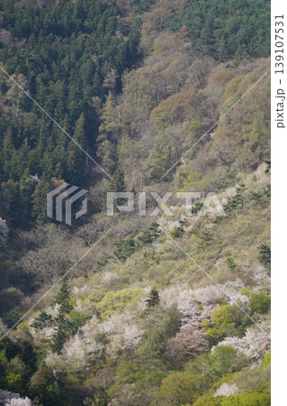 長野県埴科郡坂城町の山々に咲く山桜の花をお楽しみ下さい。 139107531