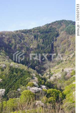 長野県埴科郡坂城町の山々に咲く山桜の花をお楽しみ下さい。 139107533