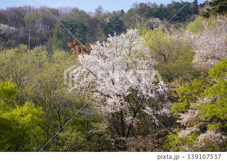 長野県埴科郡坂城町の山々に咲く山桜の花をお楽しみ下さい。 139107537