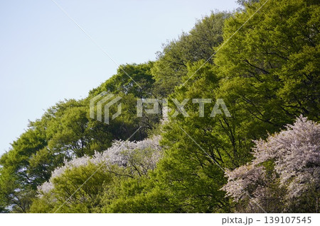長野県埴科郡坂城町の山々に咲く山桜の花をお楽しみ下さい。 139107545