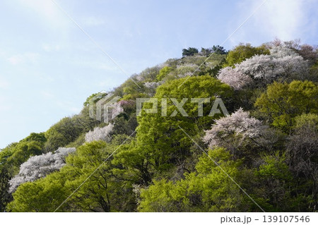 長野県埴科郡坂城町の山々に咲く山桜の花をお楽しみ下さい。 139107546