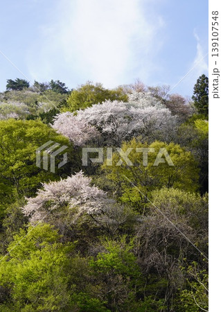 長野県埴科郡坂城町の山々に咲く山桜の花をお楽しみ下さい。 139107548