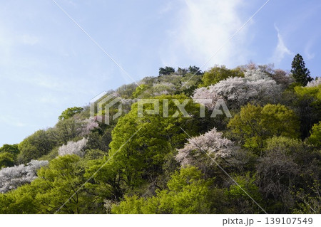 長野県埴科郡坂城町の山々に咲く山桜の花をお楽しみ下さい。 139107549