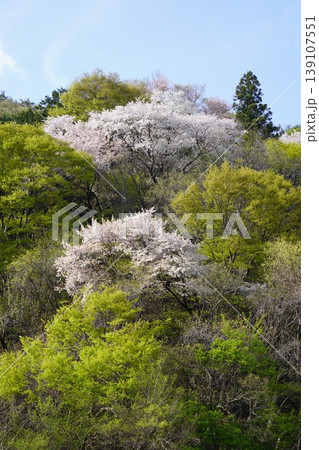 長野県埴科郡坂城町の山々に咲く山桜の花をお楽しみ下さい。 139107551