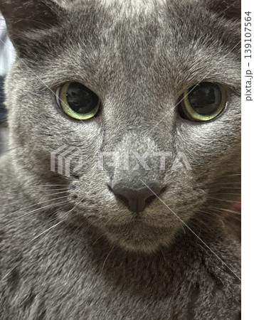 Close-up portrait of a Russian Blue cat looking at the camera Close-up portrait of a Russian Blue cat looking at the camera 139107564