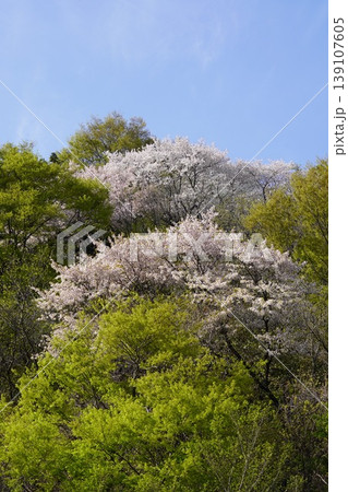 長野県埴科郡坂城町の山々に咲く山桜の花をお楽しみ下さい。 139107605