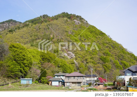 長野県埴科郡坂城町の山々に咲く山桜の花をお楽しみ下さい。 139107607