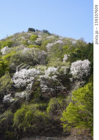 長野県埴科郡坂城町の山々に咲く山桜の花をお楽しみ下さい。 139107609